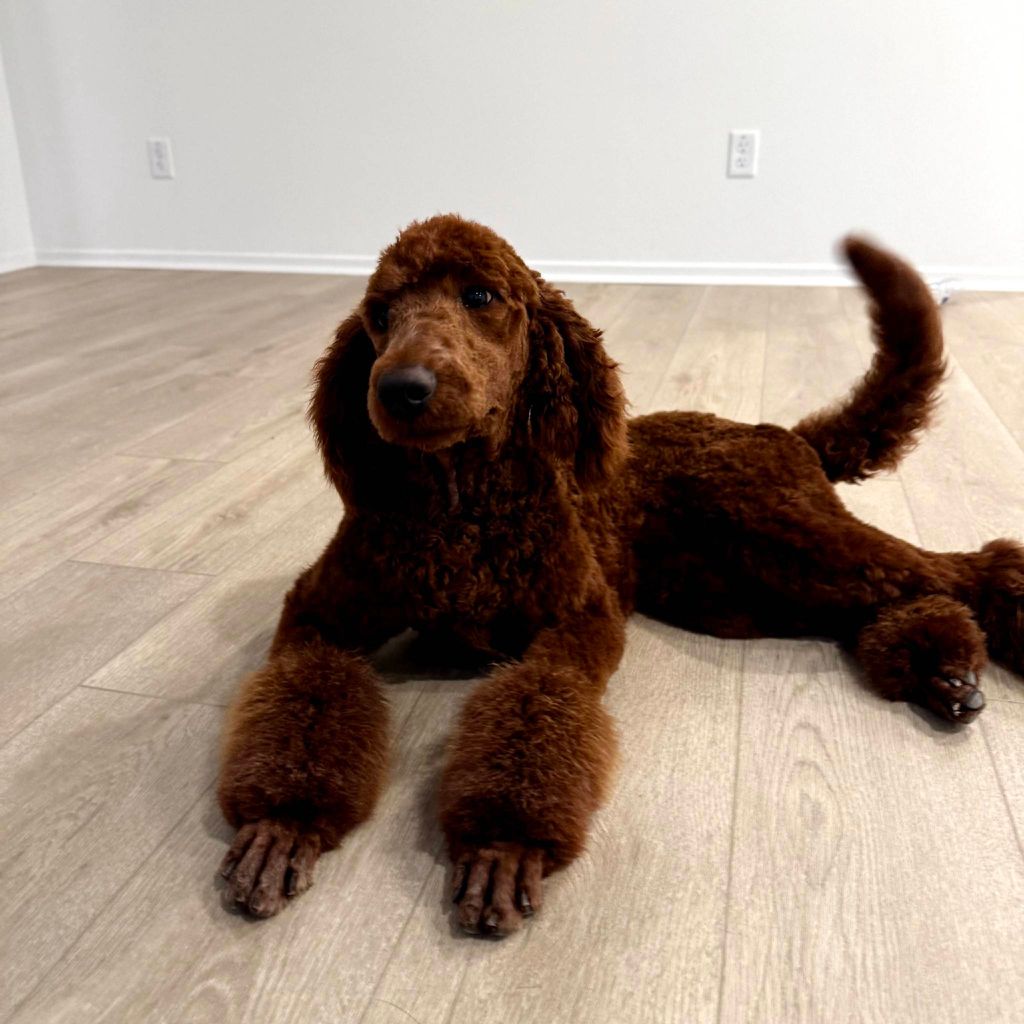 Lisa's Dog Grooming