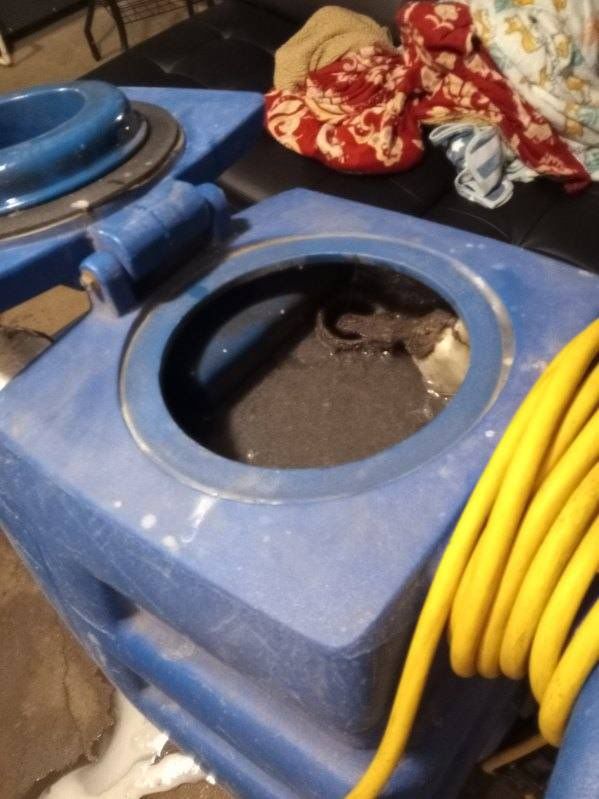 Water damage cleanup