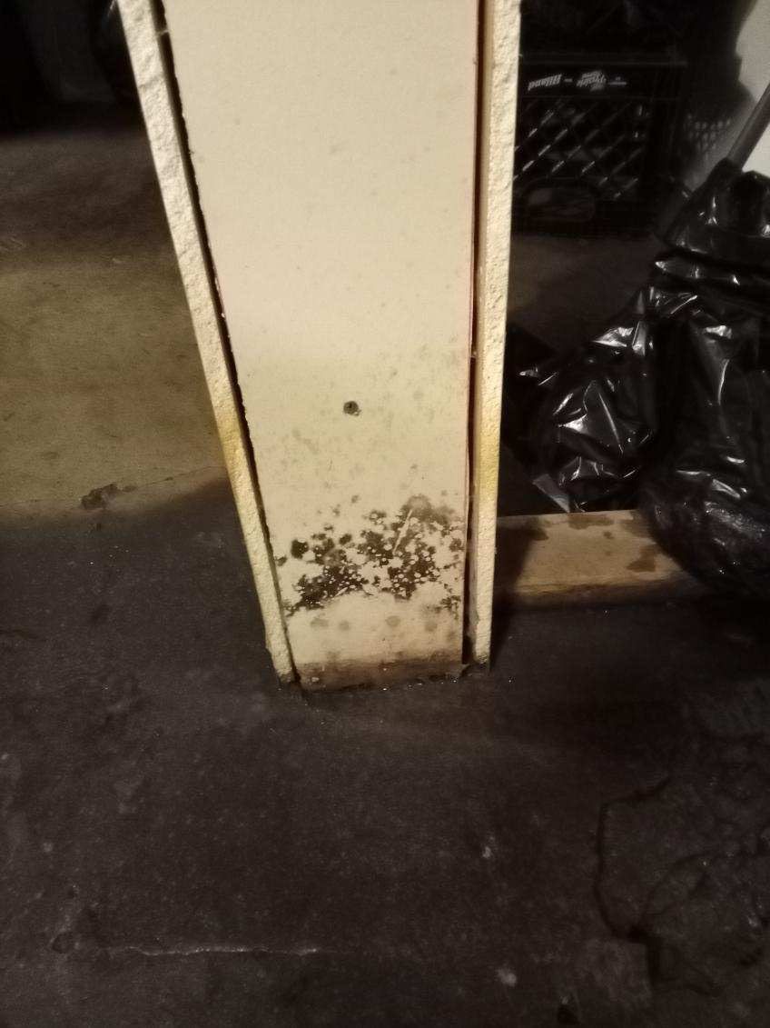 Mold remediation 