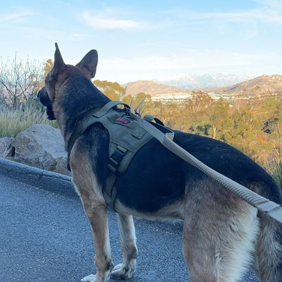 Avatar for Dog Walker