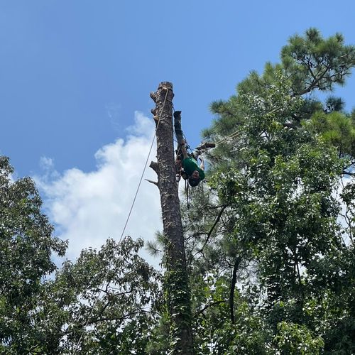 Sunny Meadows Land and Tree