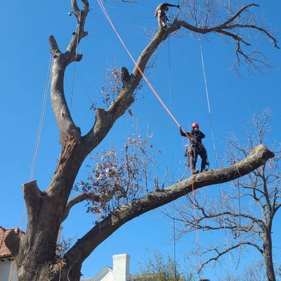 Avatar for Alfredo'streeservices