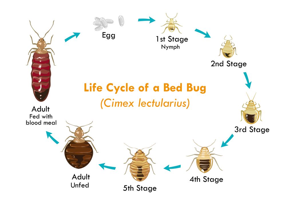 We specialize in bedbugs!