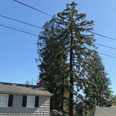 Avatar for Josco Tree Services