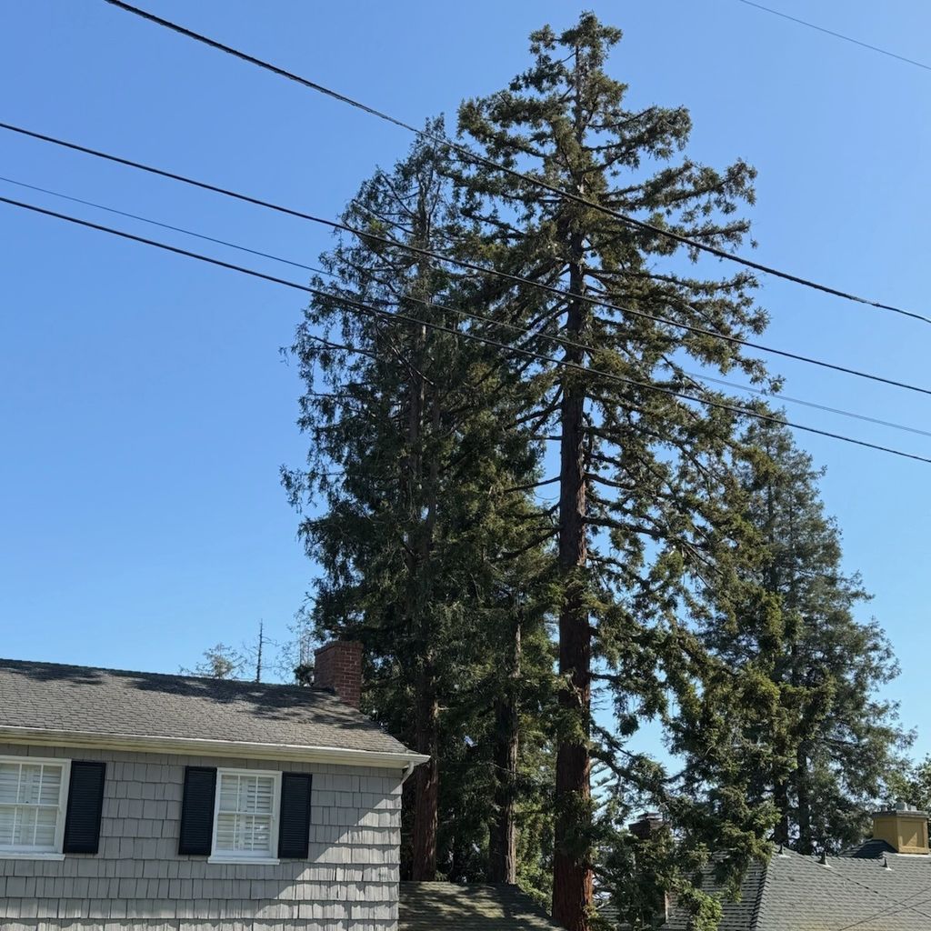 Josco Tree Services