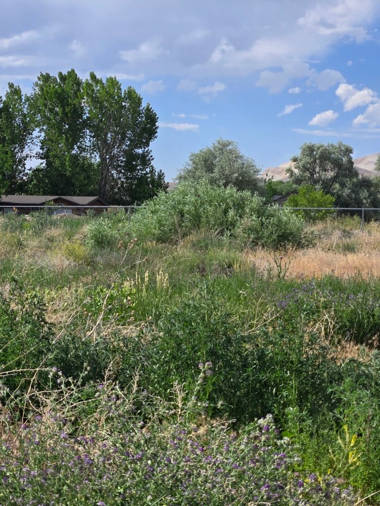 Empty Lot - Before 