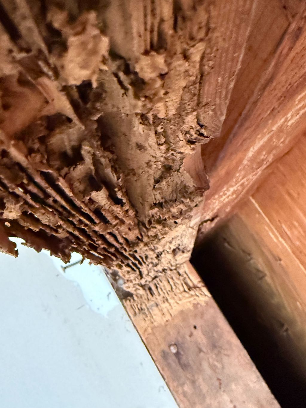 Termites Damage