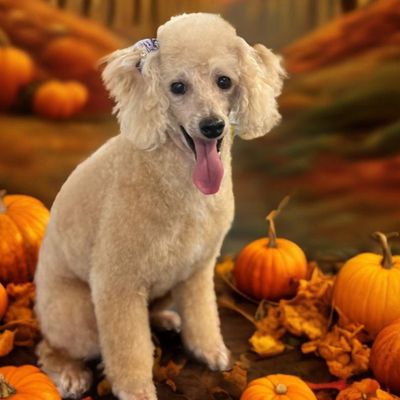 Avatar for DeeCee's Dog House