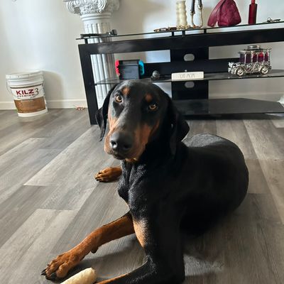 Avatar for Sophia’s Pet Sitting