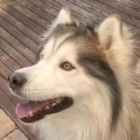 Avatar for Pet Waste Removal