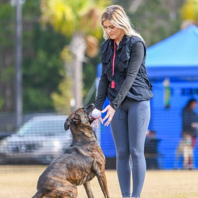 Avatar for Better Obedience K9 Training