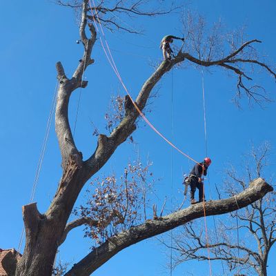 Avatar for Alfredo's tree services