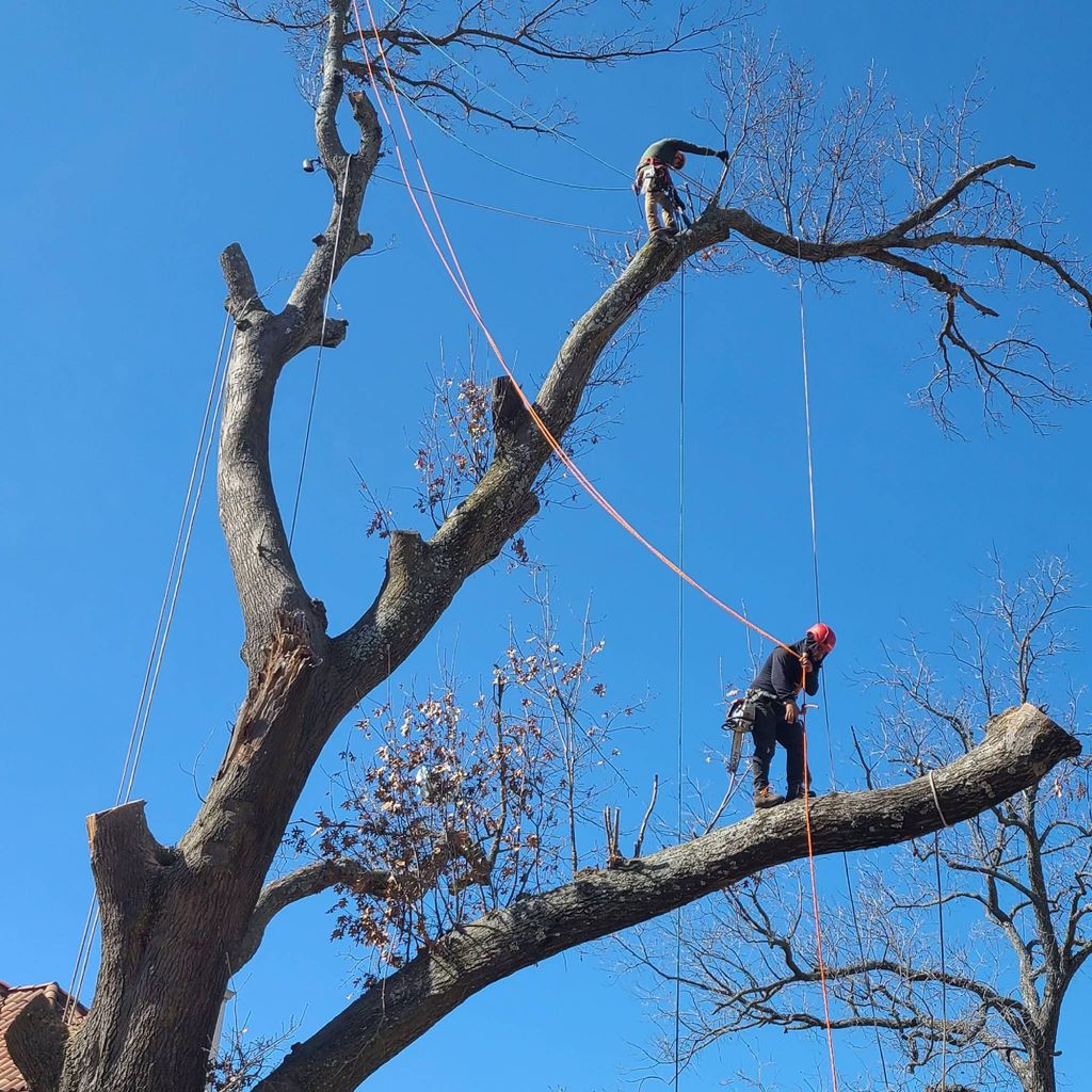 Alfredo's tree services