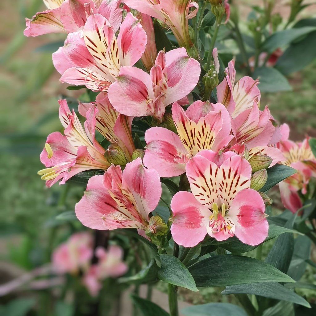 Grant’s Gardens