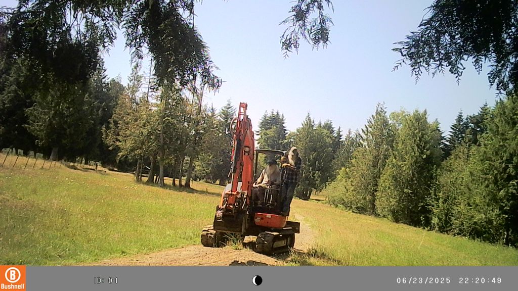 Not too often 2 old hybrid coyotes get caught on o