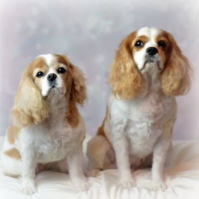 Avatar for The Taylored Canine Mobile Grooming