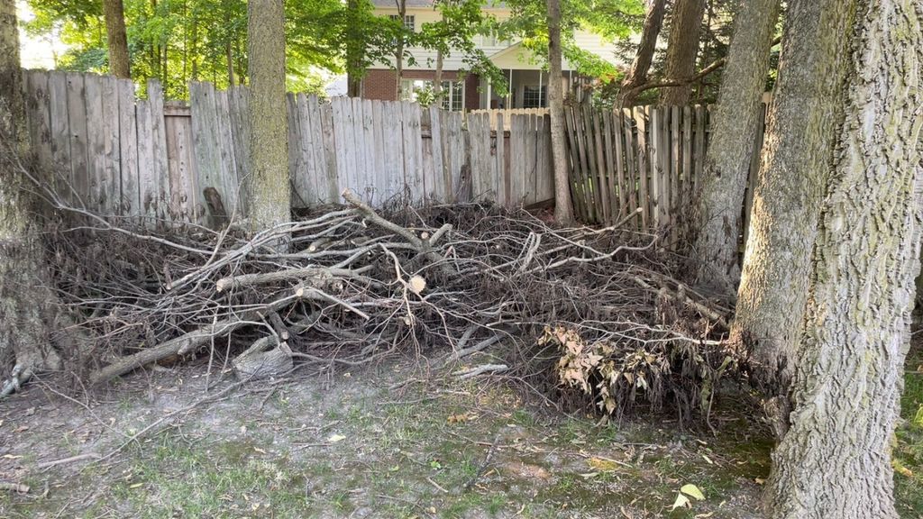 Tree Limb Removal (Before)