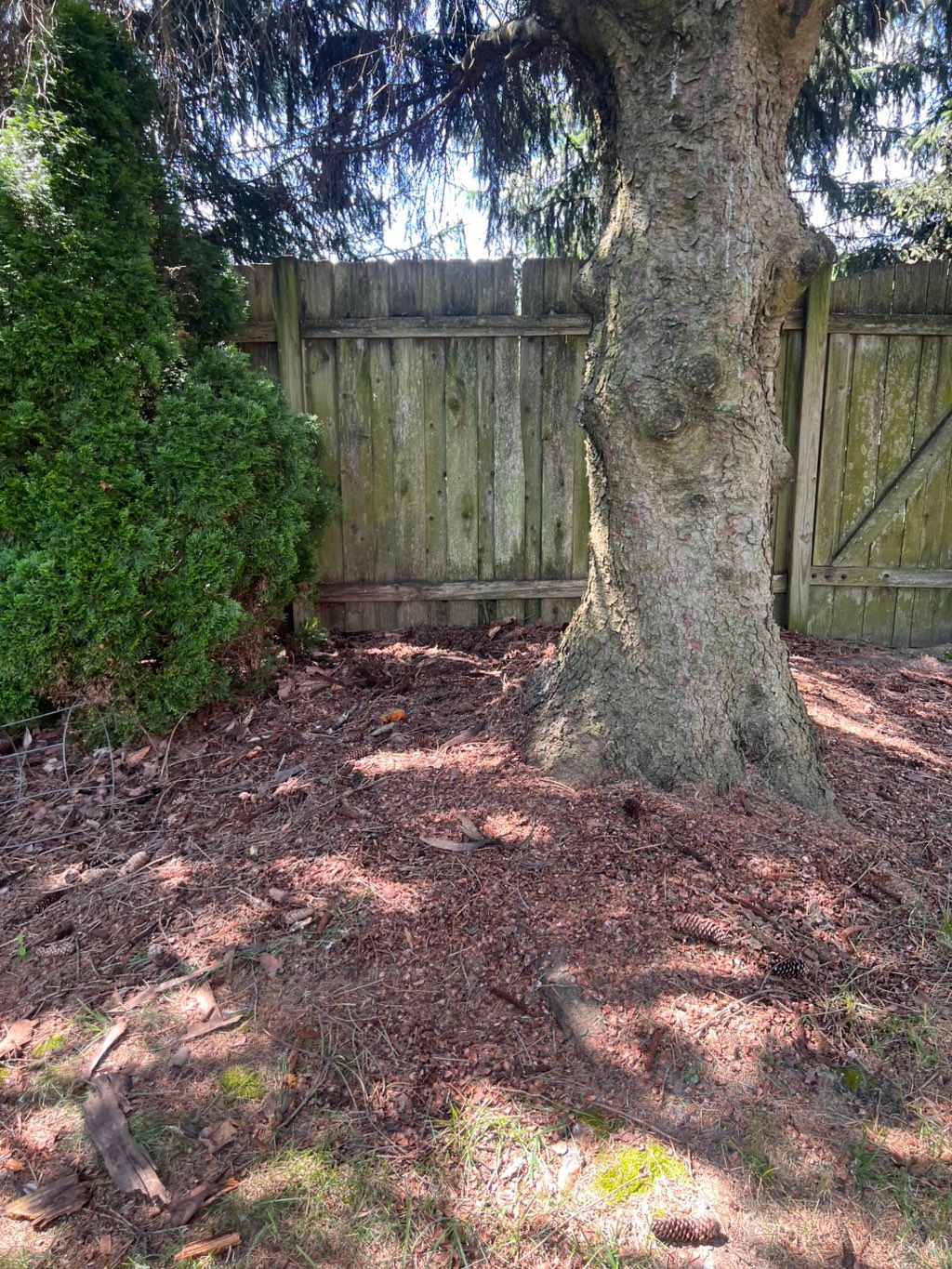 Junk Removal (after)
