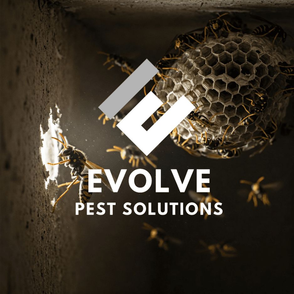 Evolve Pest Solutions