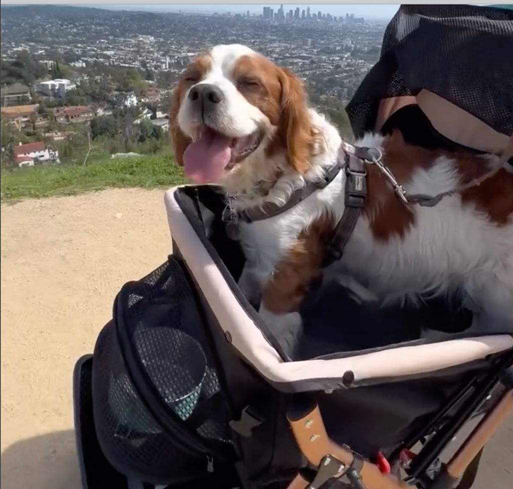 Dog walking on foot, or by pram available! 