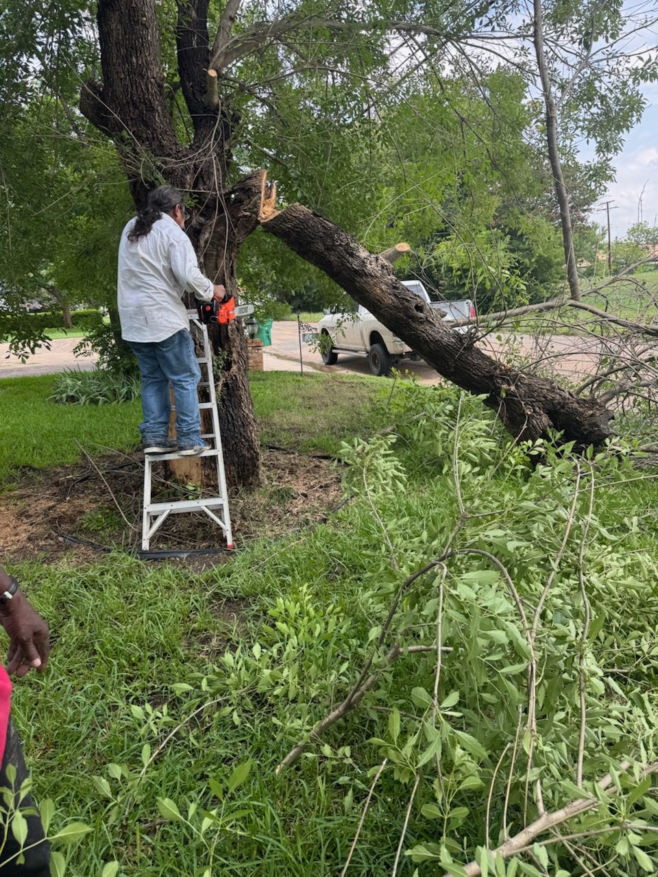 cutting down a tree