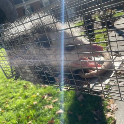 Avatar for Carolina’s concealed wildlife removal