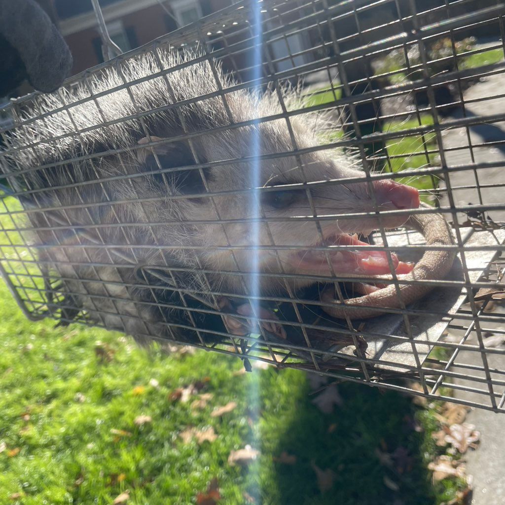 Carolina’s concealed wildlife removal