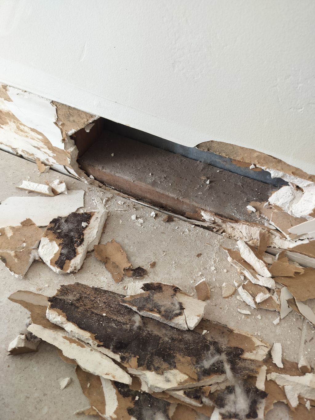 #blackmold #moldremediation #moldtesting #moldtest