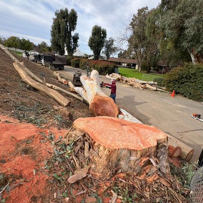 Avatar for Mendez Brother's Tree Service
