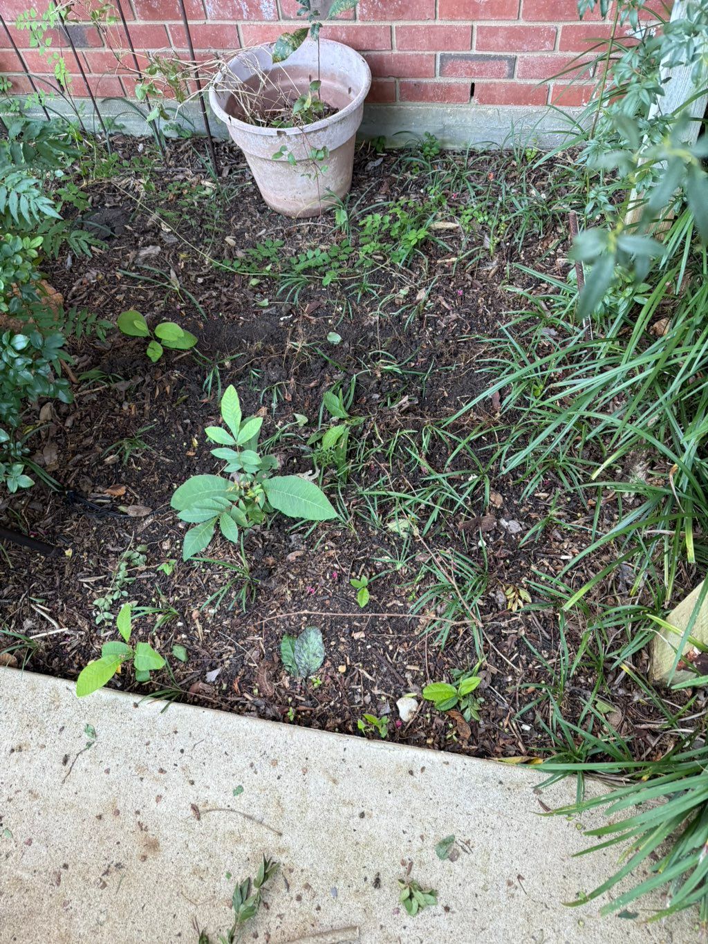 One of the before pictures of this rose bush flowe