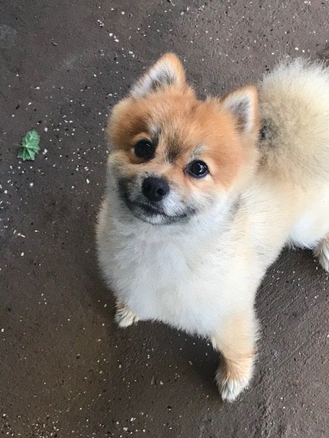 Overnight Stay client, Tiggy