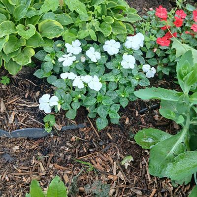 Avatar for Fredylandscaping