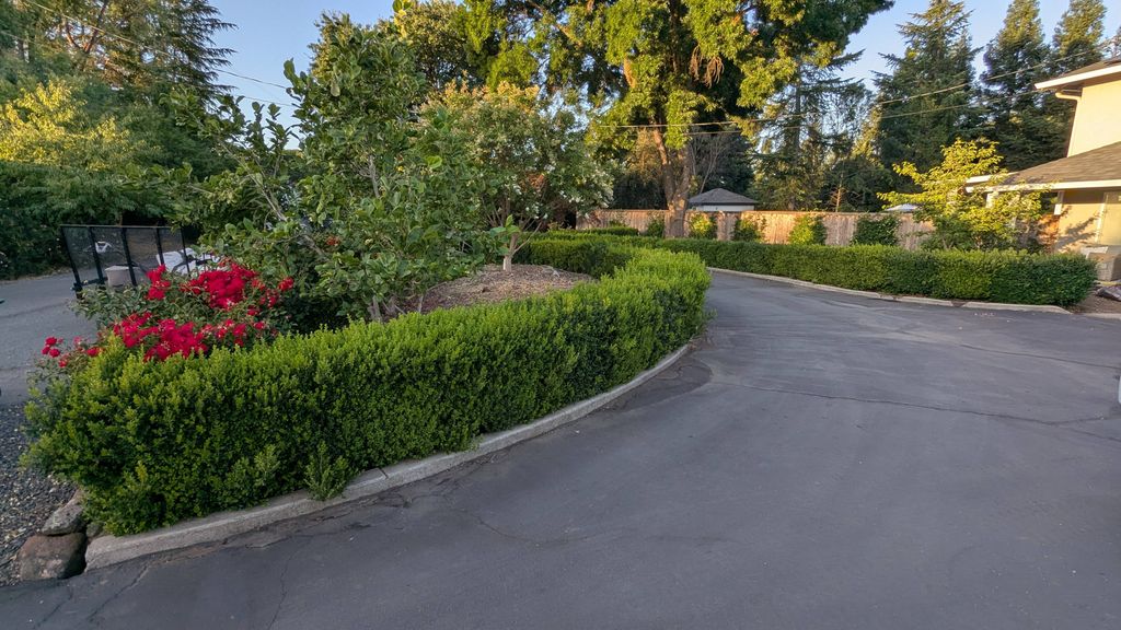Boxwood Hedge Trimming (Before)