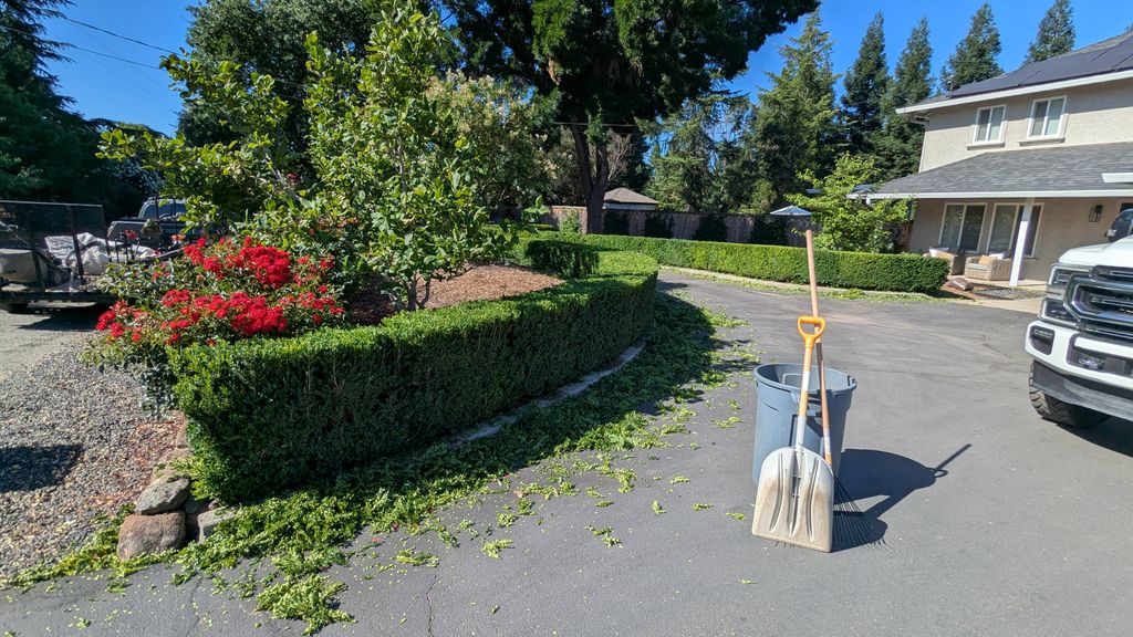 Boxwood Hedge Trimming (In Progress)