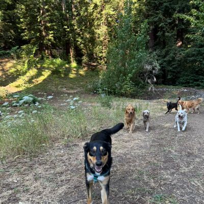 Avatar for Paradise Dog Boarding