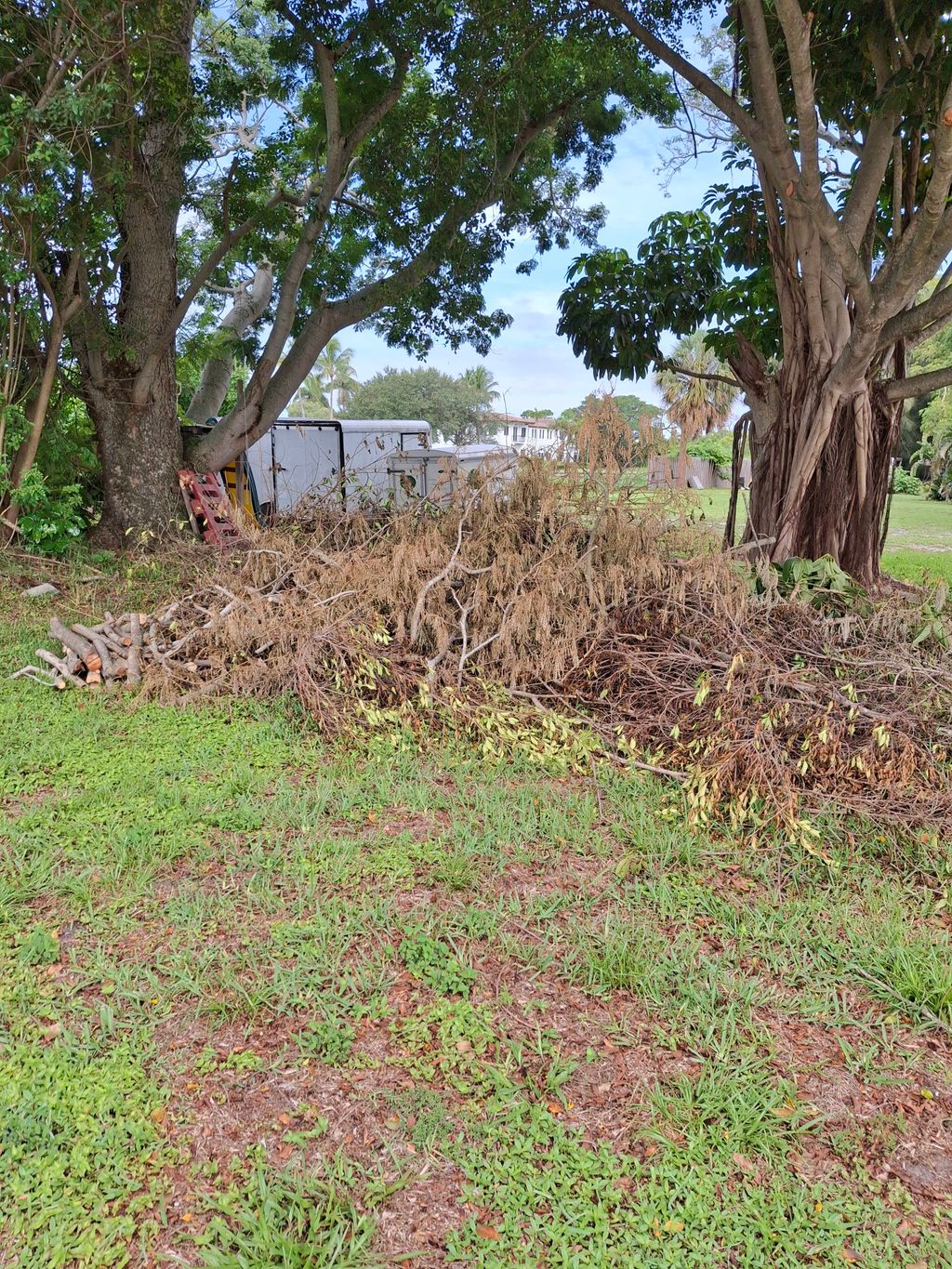 Tree Debris (Before)