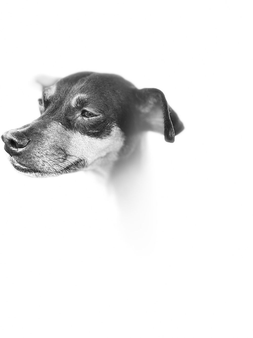 Mascot. Charlie”