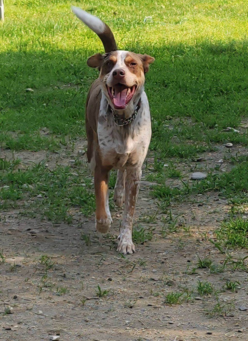Service Dog Ollie was here completing his training