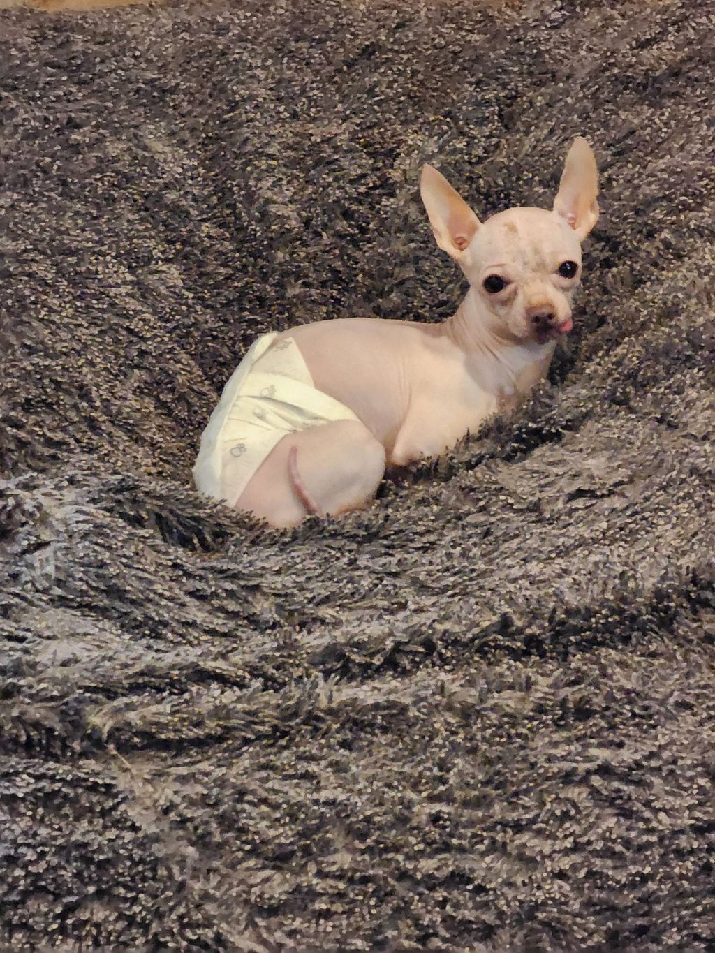 Our newest tiny adoption , Guido