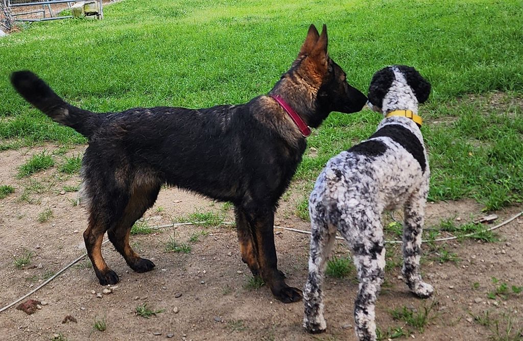 Making new friends