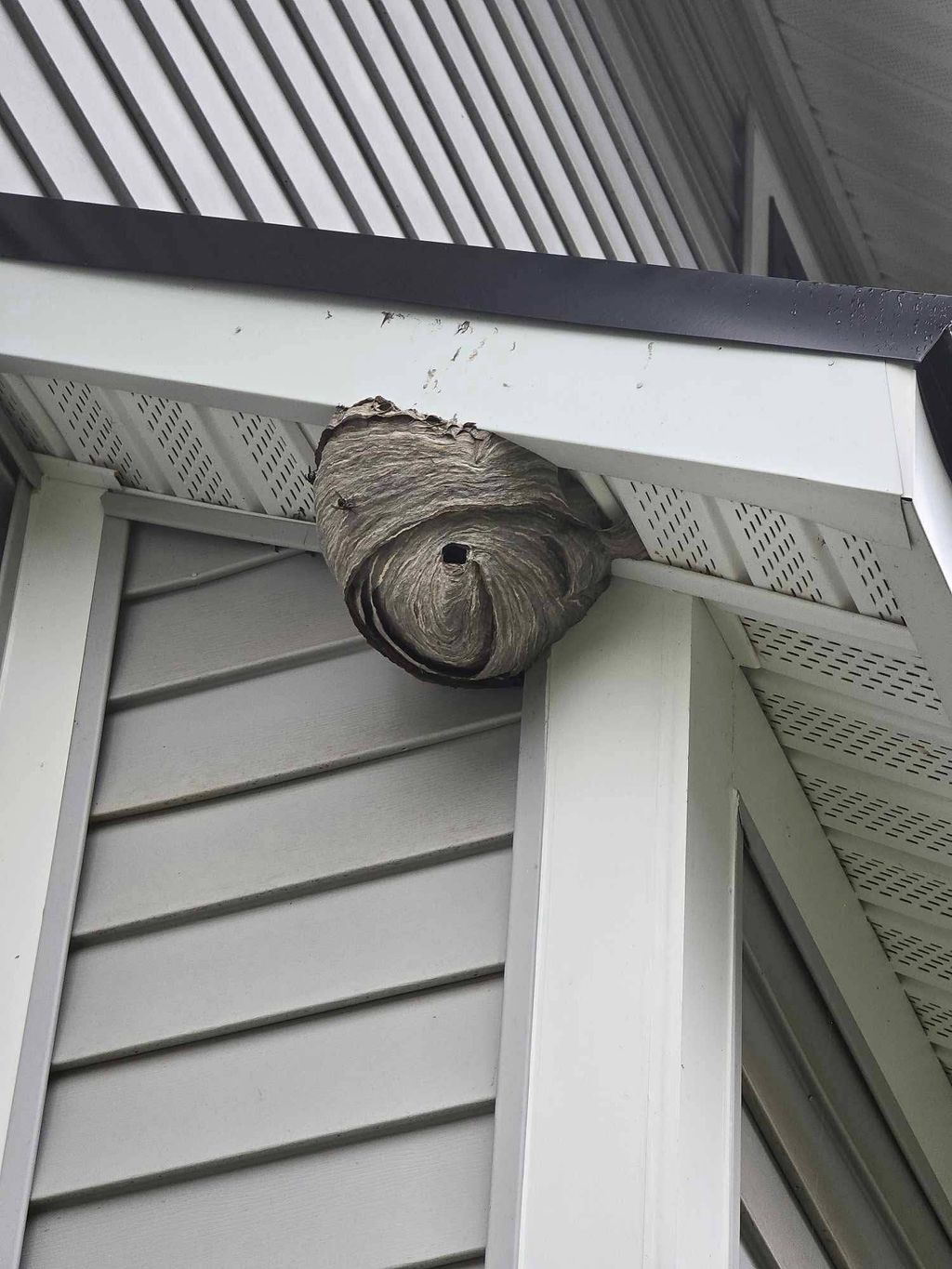 Bee nest removals