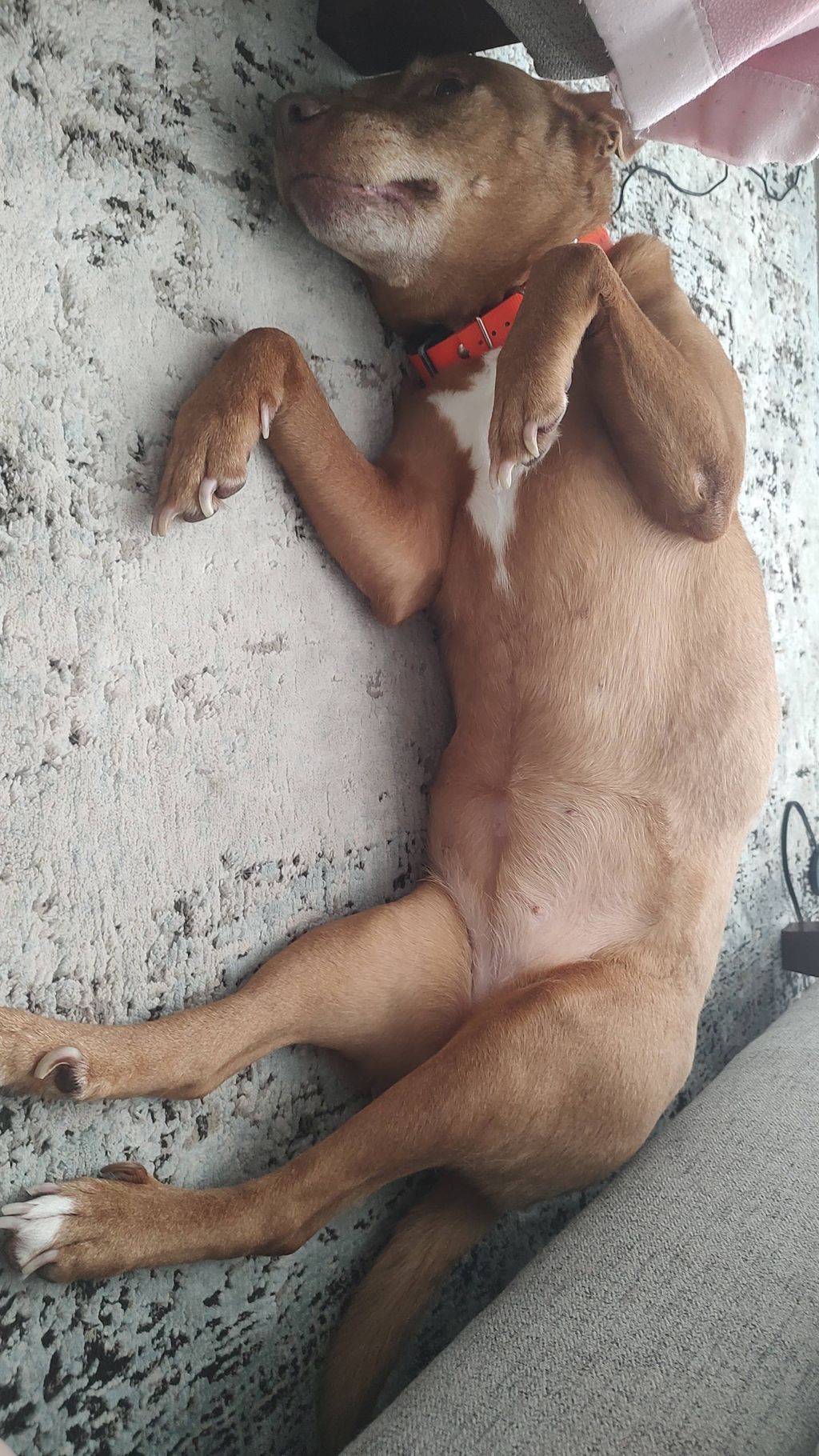 Peace, paws, and plenty of naps.