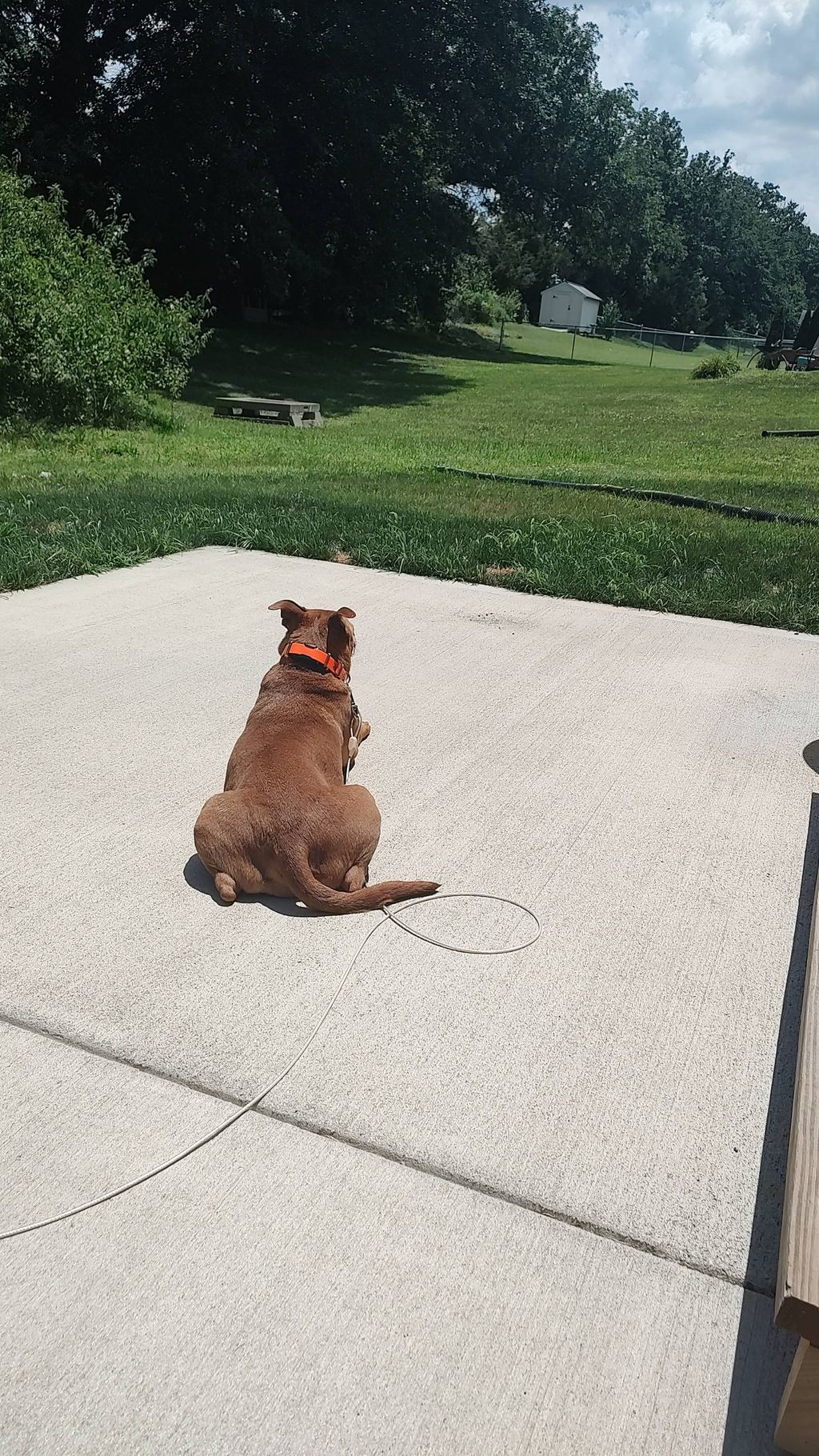 Just Daisy and the sunshine—pure bliss. 💛🐶
