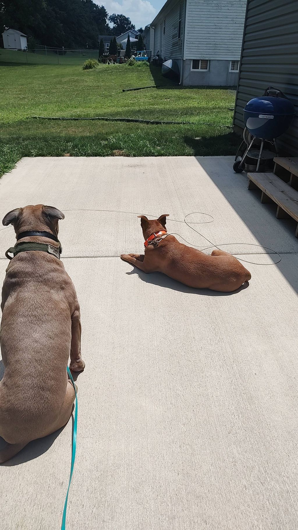 Golden hour with the golden duo. ✨🐕🐕