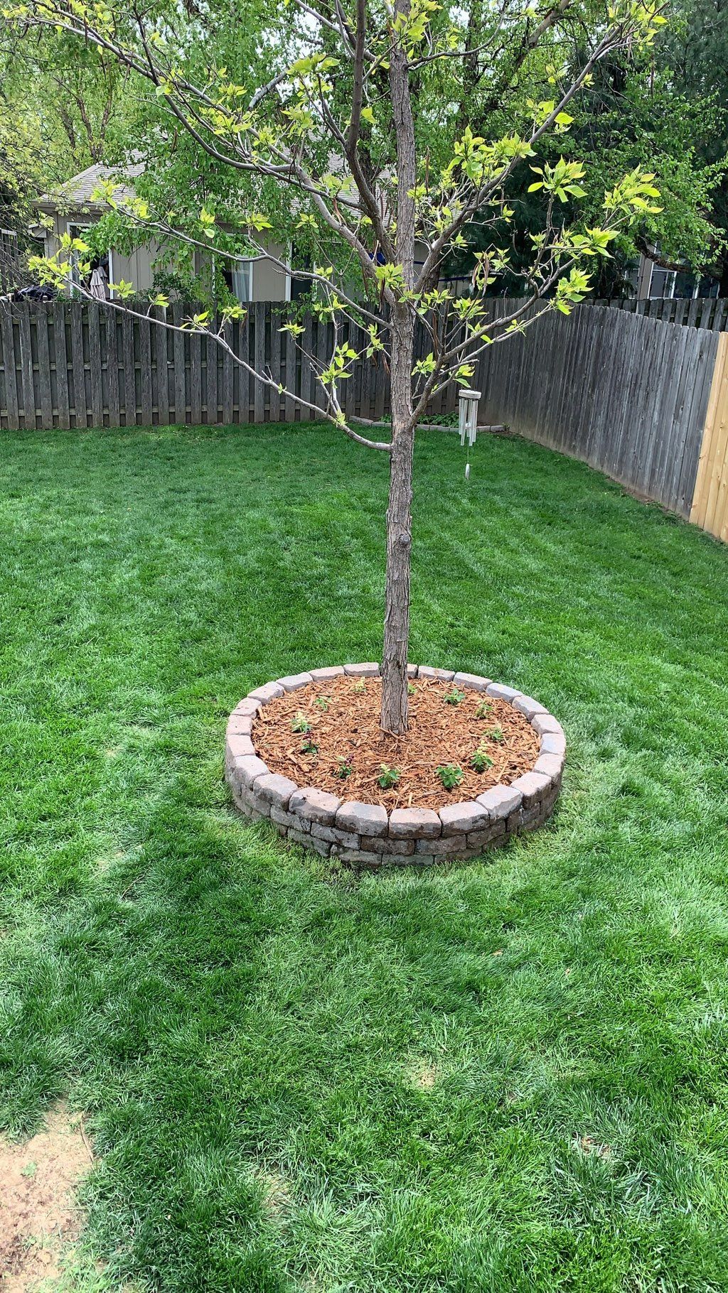 Installed a 12 inch wall around the existing tree.