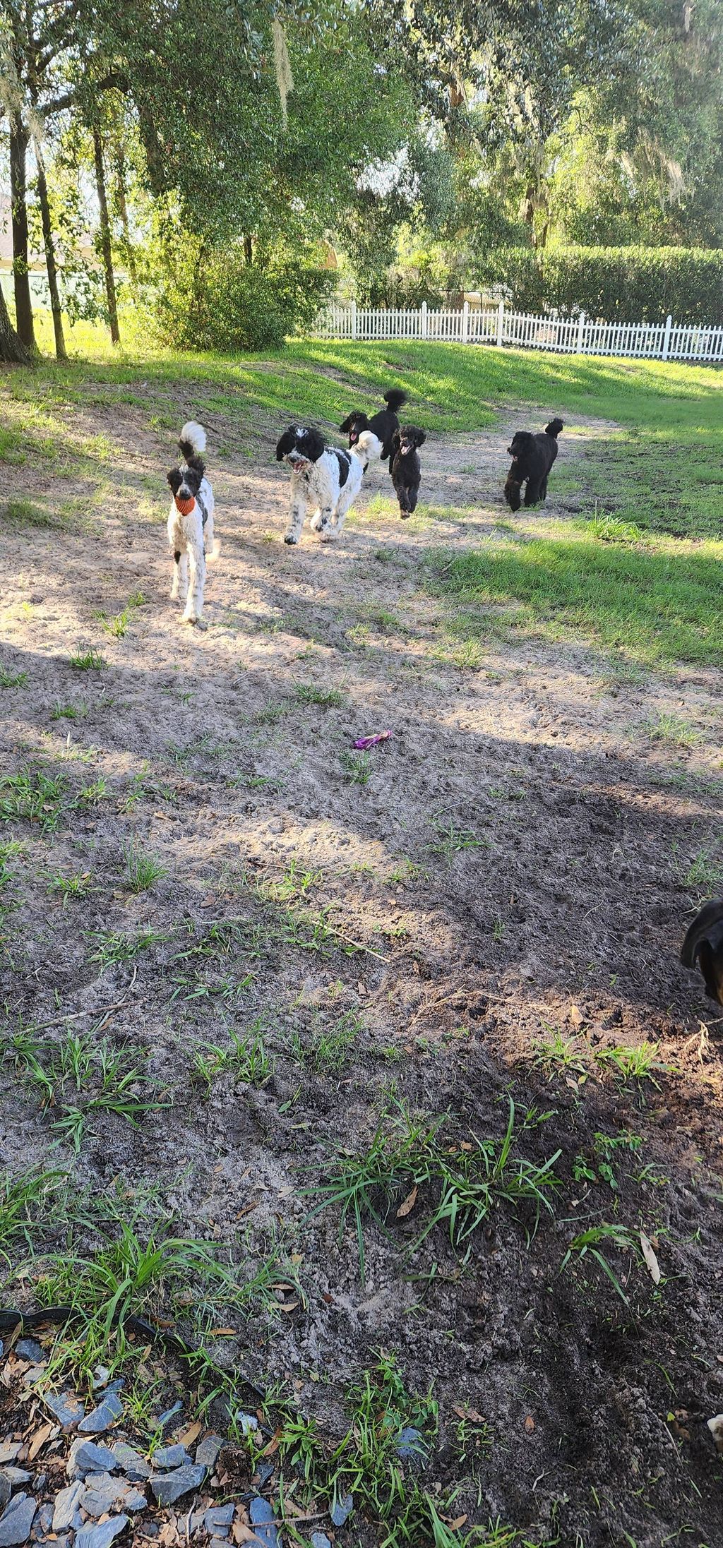 I love playing fetch with Panda and her crew. Pand