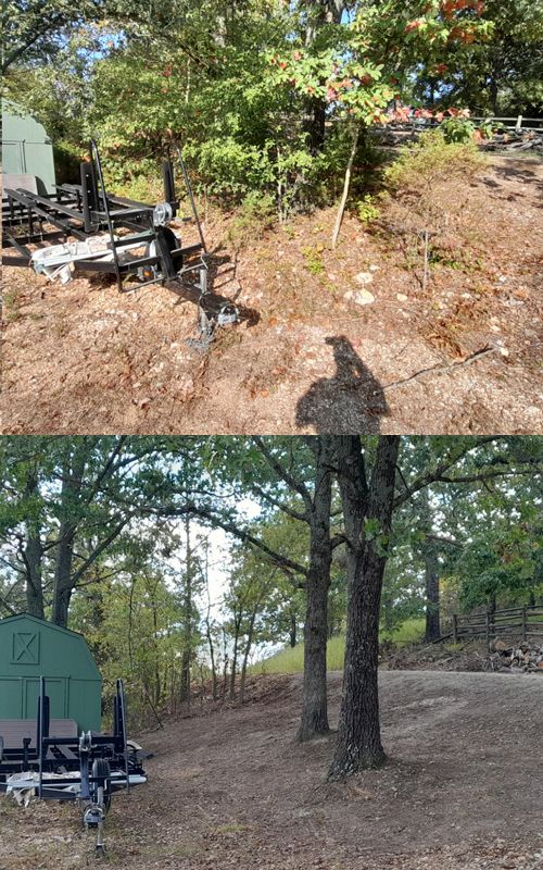 Trees and Stumps Removal