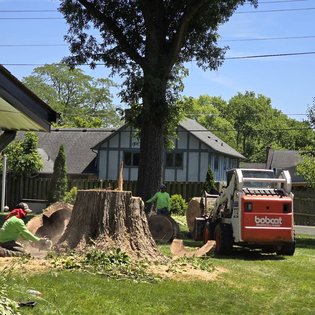 DC Tree Cutting and Land Service
