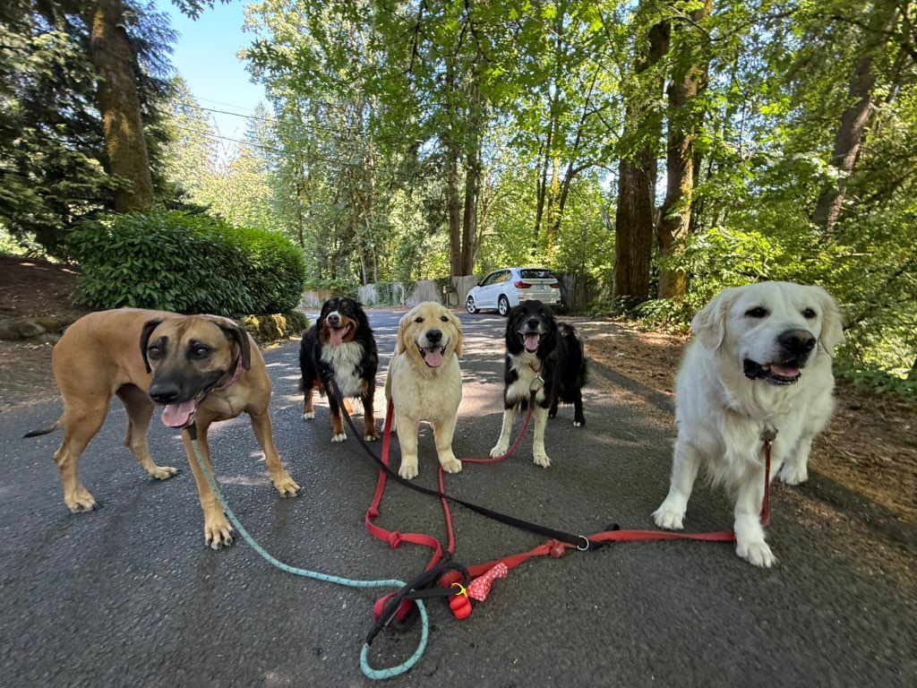 Zimmi, Zolli, Como, Milo, & Zeus partnering up tod