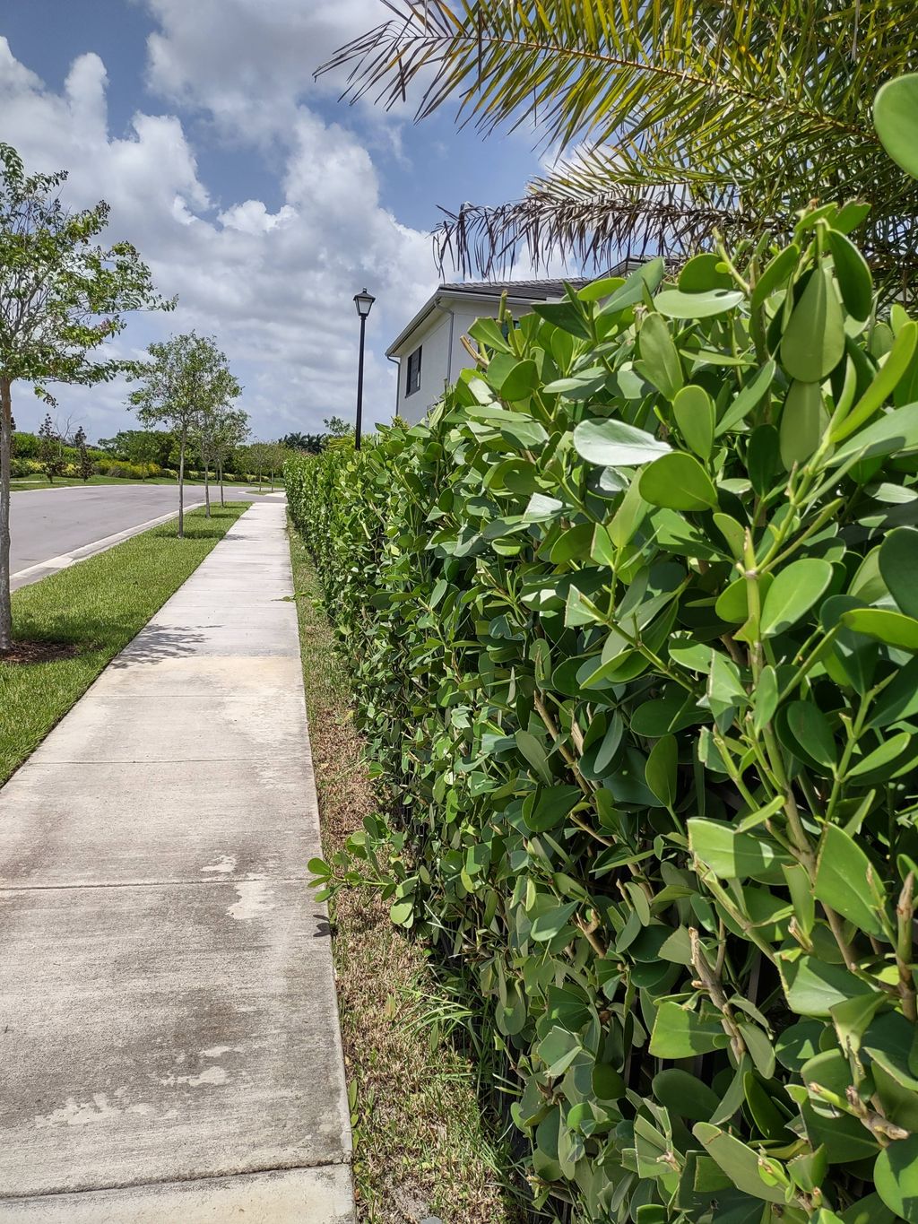 Clusia hedge installation